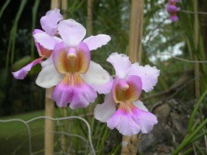 orchidees de madagascar.JPG