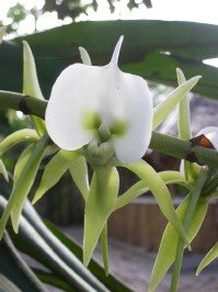 orchidee malgache.JPG