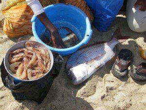 crevettes de madagascar et dorade.JPG