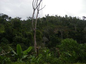 foret primaire de ranomafana.JPG
