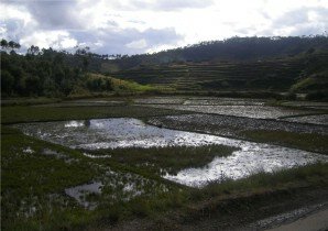rizieres des hauts plateaux de Madagascar.jpg