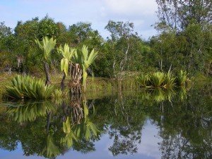 vegetation du canal de pangalane.JPG