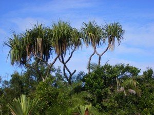 vegetation du canal des pangalanes.JPG