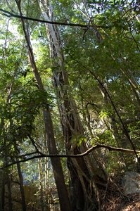 10-tsingy-bemaraha-liane