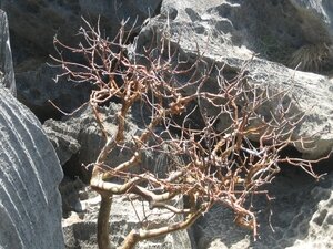 20-tsingy-bemaraha-arbre-vazaha
