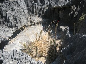 21-tsingy-bemaraha-cactus
