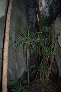 24-tsingy-bemaraha-pied