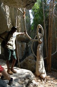 25-tsingy-bemaraha-plante-biscornue