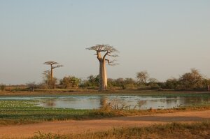 28-allee-baobabs-lac