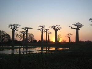 30-allee-baobabs-soleil-couchant