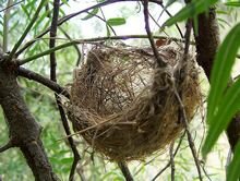 Petit à petit, l'oiseau fait son nid